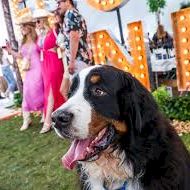 A large dog with a pink collar sits in front of a festive scene with people, colorful lights, and big letter decorations.